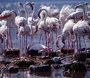 Gathering Collection: Greater flamingos