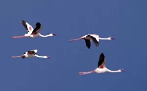 Greater flamingos in flight over Lake Turkana