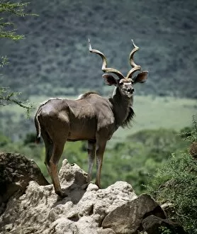 Greater Kudu Bull