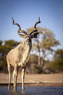 Botswana Collection: Greater Kudu, Kalahari Desert, Botswana