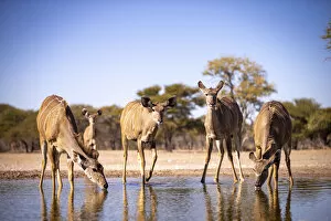 Images Dated 16th September 2020: Greater Kudu, Kalahari Desert, Botswana