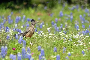 Camouflage Prints: Greater roadrunner (Geococcyx californianus)