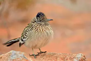 Winter Ranges Prints: Greater roadrunner, hunting, Valley of Fire State Park, Nevada, USA