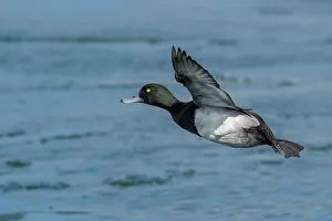 Duck Prints: Greater Scaup (Aythya marila) in flight over Lake Ontario, Toronto, Ontario, Canada