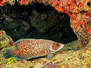 Tropical Fish Prints: Greater Soapfish (Rypticus saponaceus), Grand Cayman, Cayman Islands, British West Indies