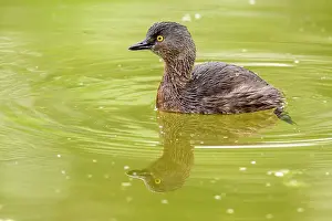 Ponds Prints: Least Grebe (Tachybaptus dominicus), Estero Llano Grande State Park, Weslaco, Texas, USA