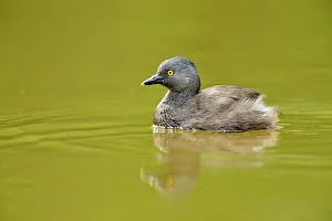 Texas Prints: Least Grebe (Tachybaptus dominicus), Rio Grande City, Texas, USA