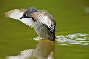 Stretching Prints: Least Grebe (Tachybaptus dominicus), Rio Grande City, Texas, USA