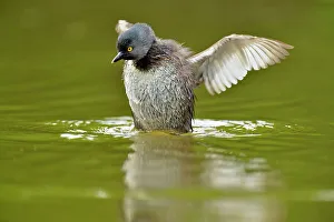 Stretching Prints: Least Grebe (Tachybaptus dominicus), Rio Grande City, Texas, USA