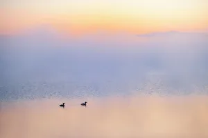 Prairie Province Prints: Grebes in morning fog on Sturgeon Lake Near Valleyview, Alberta, Canada