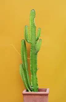 Kerkyra Prints: Greece, Ionian Islands, Corfu, Corfu town, Cactus against yellow wall