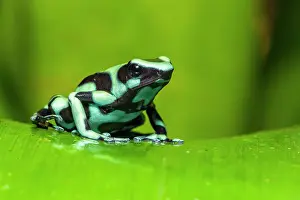 Biodiversity Prints: Green-and-black poison dart frog (Dendrobates auratus)