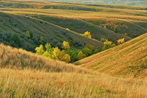 Treeless Prints: Green ash trees in the coulees in autumn colour