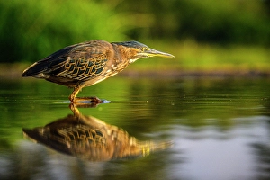 Close Ups Prints: Green-backed Heron (Butorides striata)
