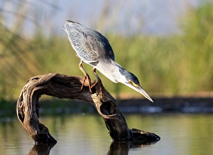 Perch Prints: Green-backed heron on perch, looking for fish
