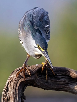 Perch Prints: Green-backed heron on perch, looking for fish
