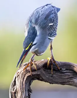 Perch Prints: Green-backed heron on perch, Zimanga Private Game Reserve, Natal, South Africa