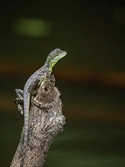 Lizards Prints: Green Basilisk (Basiliscus plumifrons), Costa Rica