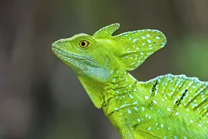 Lizards Prints: Green Basilisks (Basiliscus plumifrons), Costa Rica