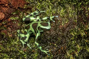 Pura Vida Prints: Green and Black Dart Frog (Dendrobates auratus), Costa Rica
