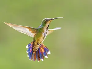 Turrialba Prints: Green-breasted Mango (Anthracothorax prevostii) female, Turrialba, Cartago, Costa Rica