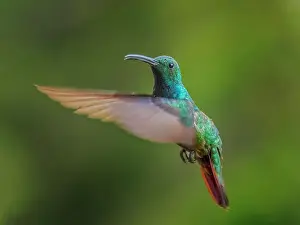 Turrialba Prints: Green-breasted Mango (Anthracothorax prevostii) male, Turrialba, Cartago, Costa Rica