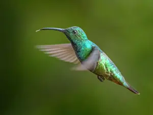 Forests Prints: Green-breasted Mango (Anthracothorax prevostii) male, Turrialba, Cartago, Costa Rica