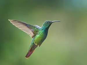 Green-breasted Mango (Anthracothorax prevostii) male, Turrialba, Cartago, Costa Rica