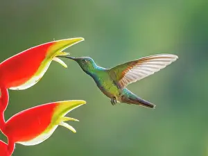 Forests Prints: Green-breasted Mango (Anthracothorax prevostii) male, Turrialba, Cartago, Costa Rica