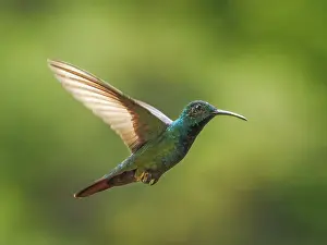 Turrialba Prints: Green-breasted Mango (Anthracothorax prevostii) male, Turrialba, Cartago, Costa Rica