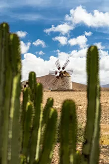 Green cactus with traditional windmill on background, Fuerteventura, Canary Islands