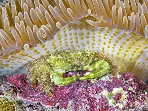 Invertebrate Prints: Green Clinging Crab (Mithraculus sculptus) beneath a Sun Anemone (Stichodactyla helianthus)
