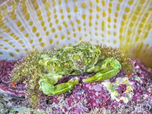 Invertebrate Prints: Green Clinging Crab (Mithraculus sculptus) beneath a Sun Anemone (Stichodactyla helianthus)