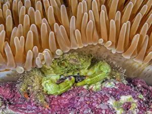 Invertebrate Prints: Green Clinging Crab (Mithraculus sculptus) beneath a Sun Anemone (Stichodactyla helianthus)