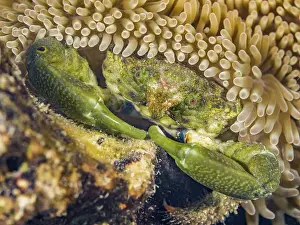 Underwater Prints: Green Clinging Crab (Mithraculus sculptus) hiding under Sun Anenome (Stichodactyla helianthus)