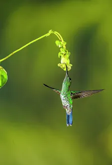 Wildlife Viewing Prints: Green-crowned brilliant (Heliodoxa jacula)