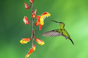 Feathers Prints: Green-crowned brilliant (Heliodoxa jacula)