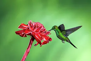 Sexual Dimorphism Prints: Green-crowned brilliant (Heliodoxa jacula)