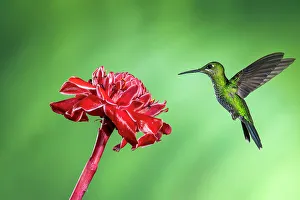 Sexual Dimorphism Prints: Green-crowned brilliant (Heliodoxa jacula)