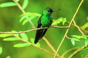 Green-crowned Brilliant (Heliodoxa jacula), Soda Y Mirador Cinchona, Alajuela, Costa Rica