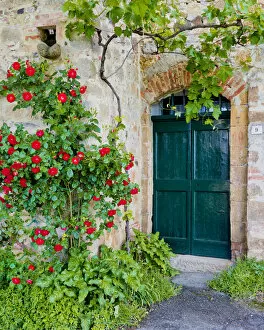 Images Dated 22nd May 2013: Green Door & Roses, Monticchiello, Tuscany, Italy