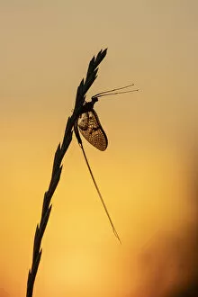 Images Dated 13th October 2021: Green drake mayfly (Ephemera danica) at sunset, River Frome, Dorchester, Dorset, England