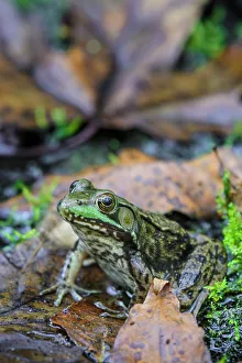Green Frog (Lithobates clamitans), formerly Rana clamitans, Parry Sound, Ontario, Canada