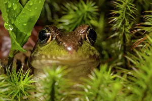 Green Frog (Lithobates clamitans), formerly Rana clamitans, Parry Sound, Ontario, Canada