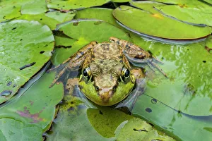 Frogs Of North America Prints: Green Frog (Lithobates clamitans), formerly Rana clamitans, Parry Sound, Ontario, Canada