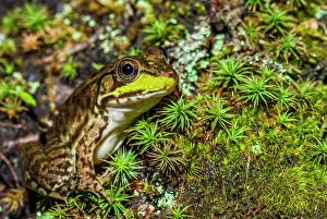 Frogs Of North America Prints: Green Frog (Lithobates clamitans), formerly Rana clamitans, Parry Sound, Ontario, Canada