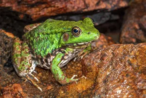 Muskoka Prints: Green Frog (Lithobates clamitans)