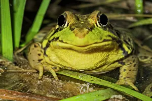 Thornton Prints: Green Frog (Lithobates clamitans)