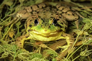 Thornton Prints: Green Frog (Lithobates clamitans)