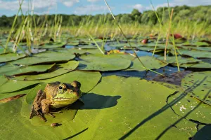 Muskoka Prints: Green Frog (Lithobates clamitans)